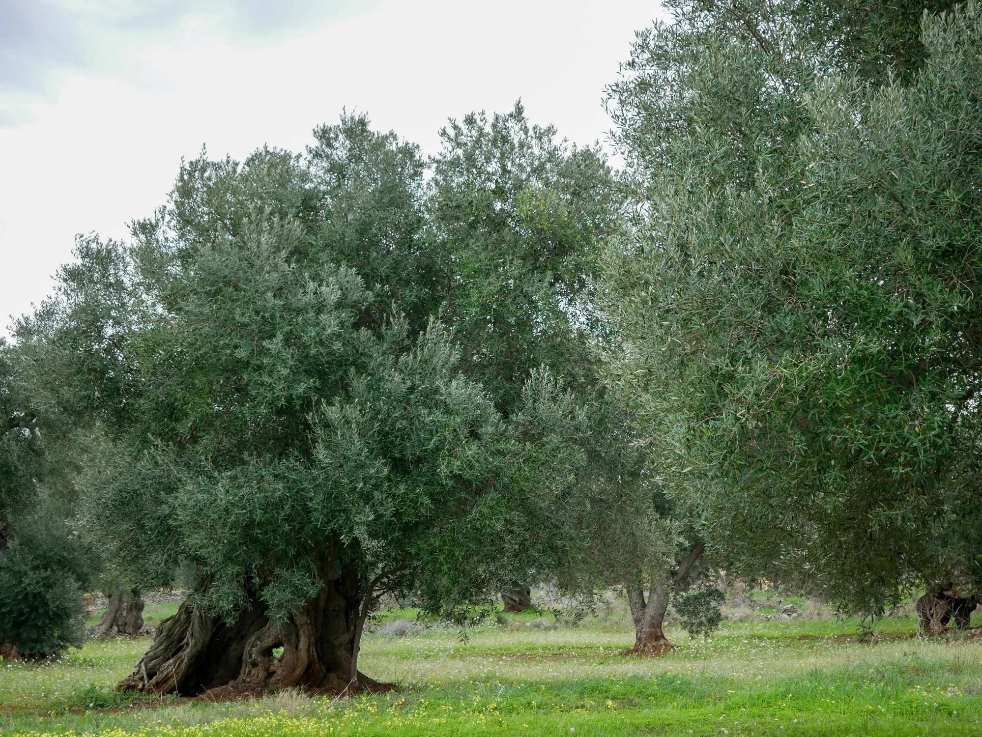 Altieri Riserva Olive oil